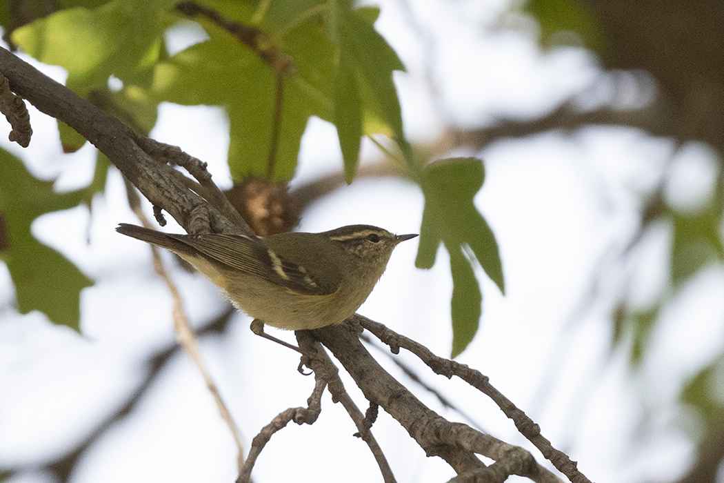 Hume's Warbler